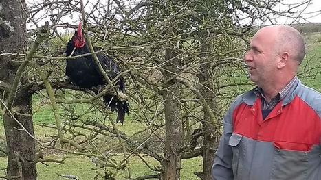En Bretagne, des poules remplacent les pesticides dans des vergers  | Les Colocs du jardin | Scoop.it
