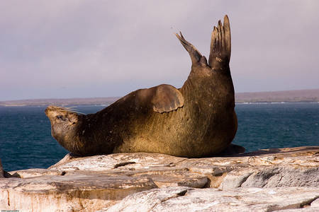 Pour sauver les mammifères marins, protéger 4 % des océans suffit | Biodiversité - @ZEHUB on Twitter | Scoop.it