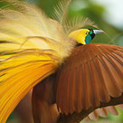 After 9 years and 18 expeditions to New Guinea, we now have pictures of every living species of bird of paradise | Amazing Science | Scoop.it