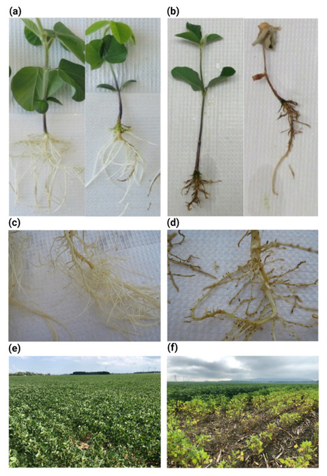 Review in J Fungi • Bélanger Lab 2023 • Progress and Challenges in Elucidating the Functional Role of Effectors in the Soybean-Phytophthora sojae Interaction | Reviews | Scoop.it