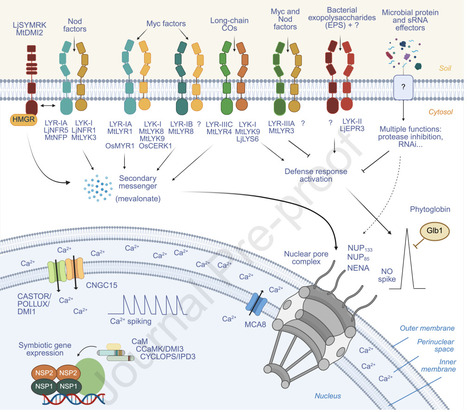 Molecular mechanisms modulating beneficial plant root-microbe interactions: What’s common? | pcm | RMH | Scoop.it