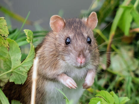 Deadly rodent-borne viruses are expanding into new regions | Coastal Restoration | Scoop.it