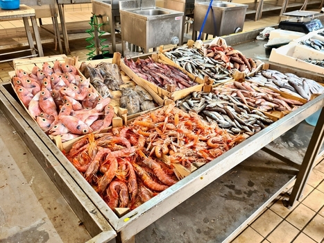 FAO : Report exposes scale of fish fraud in global seafood supply chains | DURABILITES | Scoop.it