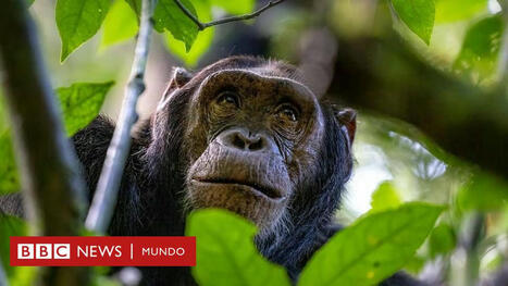 Cómo los chimpancés y otros animales se curan a sí mismos (y qué podemos aprender de ellos) | Mi Cajón de Ideas | Scoop.it