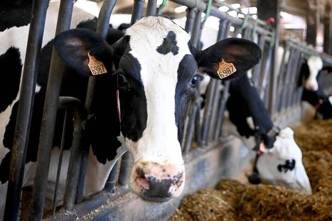 La g&eacute;nomique &agrave; l&rsquo;&oelig;uvre contre la paratuberculose bovine - Ouest France | Pour innover en agriculture | Scoop.it