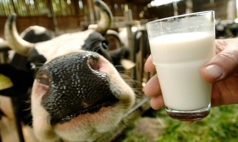Luxembourg : Chute dramatique du prix du lait : seule une solution au niveau de l'UE est possible | Lait de Normandie... et d'ailleurs | Scoop.it
