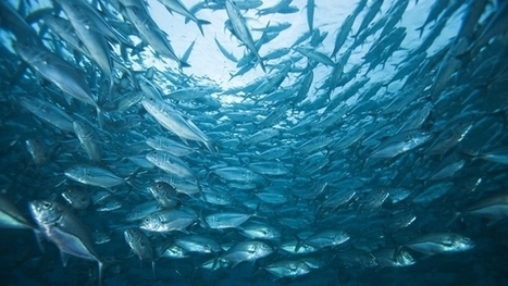 Selon une étude, les populations d'animaux marins ont chuté de moitié en 40 ans – iTELE | Biodiversité | Scoop.it