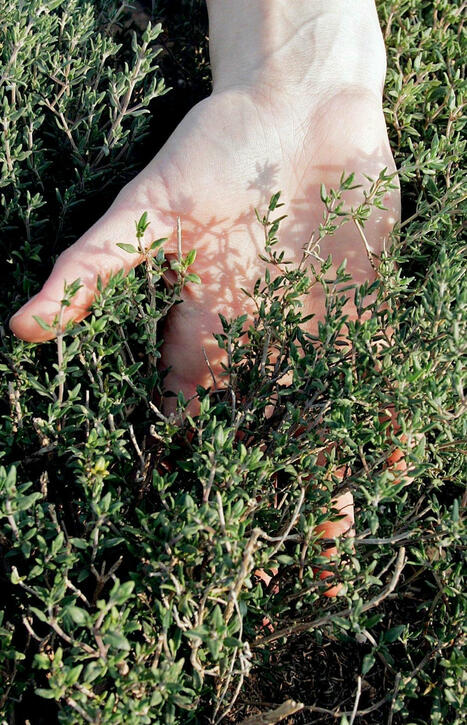 Rappel produit : thym, gingembre, estragon, des pesticides et du cadmium au-delà des limites autorisées | Toxique, soyons vigilant ! | Scoop.it