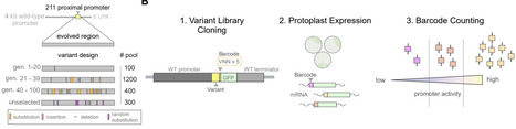 A scalable method for modulating plant gene expression using a multispecies genomic model and protoplast-based massively parallel reporter assay | Brvp | RMH | Scoop.it