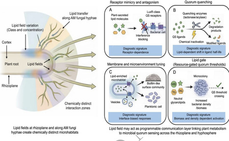 Modulation of microbial communication by lipid exudates | isme | RMH | Scoop.it