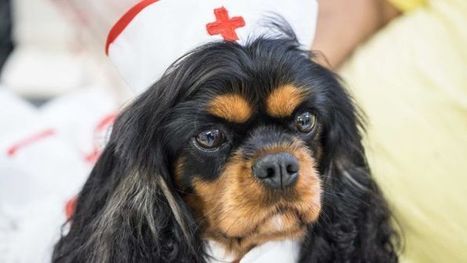 How therapy dogs can help students in the classroom with more than stress relief - ABC News (Australian Broadcasting Corporation) | Children Family and Community | Scoop.it