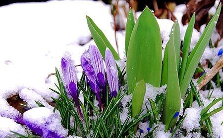 Frühlingsbilder | kostenlose-Bilder | Scoop.it