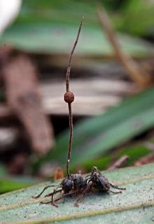 Des toxines impliqu&eacute;es dans la transformation des fourmis en zombis par des champignons | Life Sciences Universit&eacute; Paris-Saclay | Scoop.it