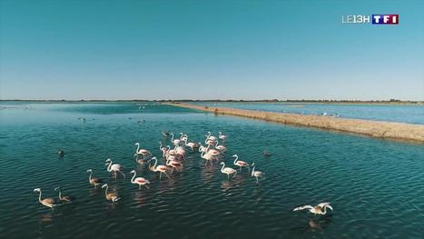 Le baguage des flamants roses bat son plein en Camargue | Biodiversité | Scoop.it