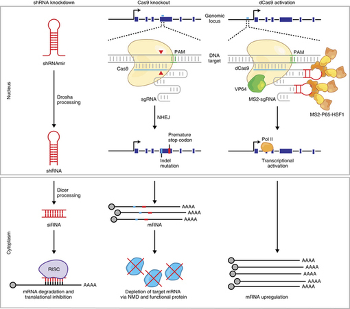 Genome-scale CRISPR-Cas9 knockout and transcrip...