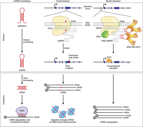 Genome-scale CRISPR-Cas9 knockout and transcriptional activation screening - Nature Protocols | Vectorology - GEG Tech top picks | Scoop.it