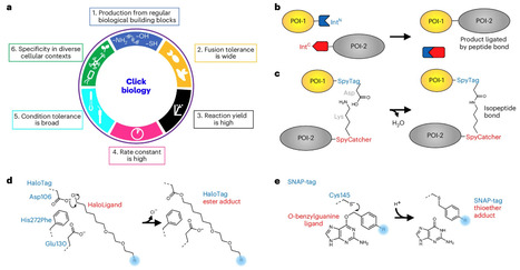 Click biology highlights the opportunities from reliable biological reactions | Nature Chemical Biology | RMH | Scoop.it