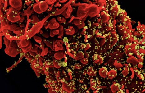 Scientists Identify Long-Sought Marker for COVID Vaccine Success | Virus World | Scoop.it