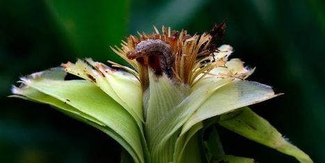 Une chenille tr&egrave;s affam&eacute;e envahit l'Asie / A Very Hungry Caterpillar Invades Asia | EntomoNews | Scoop.it