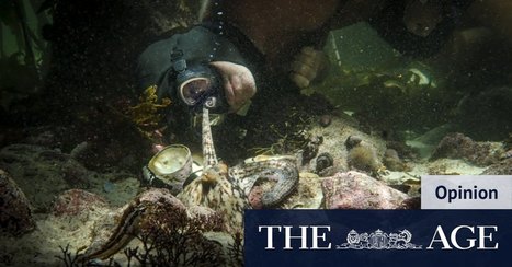 Want an awesome life? Meet an octopus and watch yourself shrink | Physical and Mental Health - Exercise, Fitness and Activity | Scoop.it