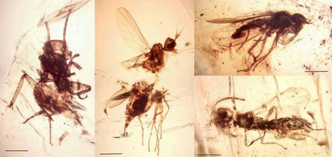 Un nouveau site exceptionnel d’ambre découvert au Liban | Histoires Naturelles | Scoop.it