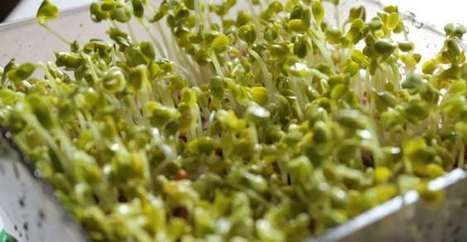Germogli che passione! Ecco perché mangiarli e come coltivarli | Alimentazione Naturale, EcoRicette Veg e Vegan | Scoop.it