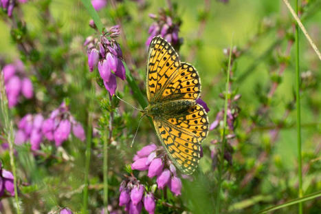 Au Royaume-Uni, les papillons ont disparu de près de la moitié des lieux qu’ils fréquentaient il y a cinquante ans | Biodiversité | Scoop.it