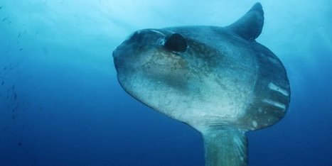 En Méditerranée, les poissons-lunes nous sauvent d’une invasion de méduses | Biodiversité | Scoop.it