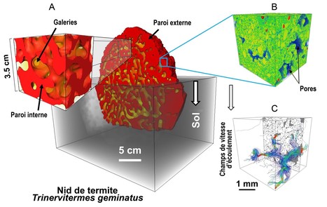 Des réseaux de micro-pores contrôlent la ventilation et régulent la température des termitières | EntomoNews | Scoop.it