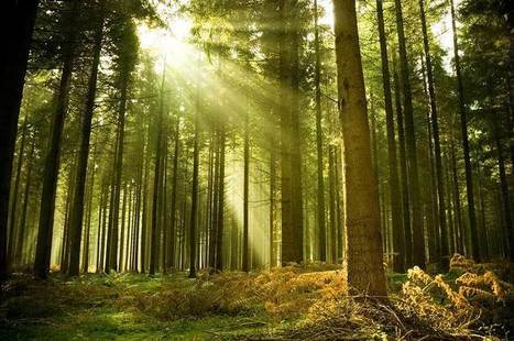 UP Magazine - La solution la plus efficace face à la crise climatique : planter des arbres | GREENEYES | Scoop.it
