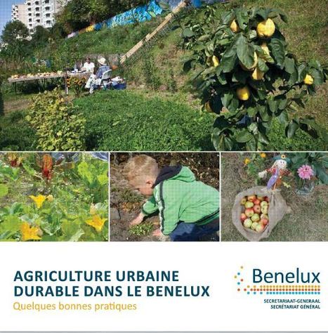 &Eacute;ducation au d&eacute;veloppement durable : une brochure sur l'agriculture urbaine | Insect Archive | Scoop.it