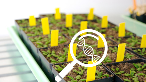 EFSA confirms equivalence of Category 1 NGT plants with conventional breeding | SEED-DREAM Lab info | Scoop.it