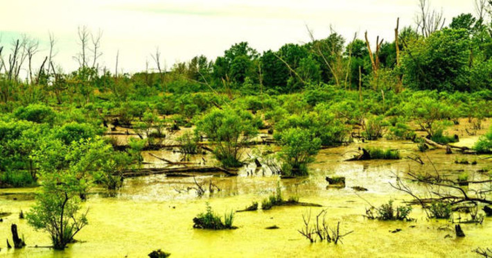 Google Data Center Announces Plans to Pave Over Protected Wetlands | Technology Report - Changing Our World | Scoop.it