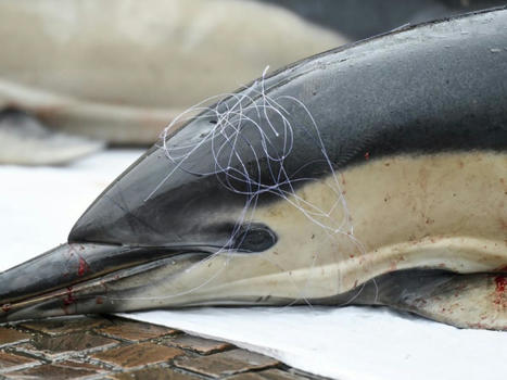 Dauphins : un mois sans pêche et des dérogations dans le Golfe de Gascogne | Biodiversité | Scoop.it