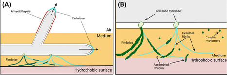 Cellulose biosynthesis and function in Streptomyces | Tin | RMH | Scoop.it
