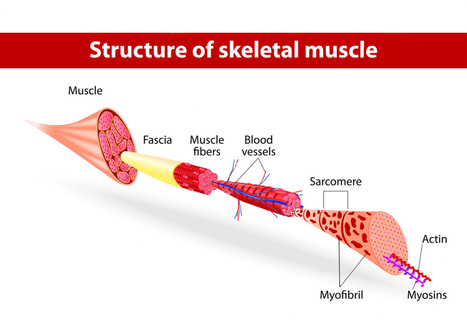 Acute Compartment Syndrome: Blood, Trauma & Science | El Paso Back Clinic® • 915-850-0900 | Sports Injuries | Scoop.it