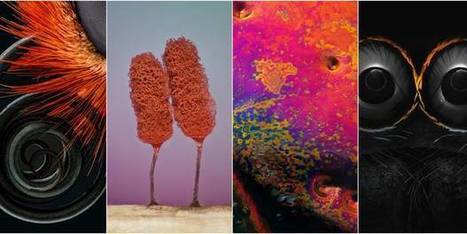 Devinez ce que représentent ces photos prises au microscope | Variétés entomologiques | Scoop.it