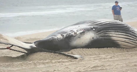 The whale found dead on Long Beach Island in NJ suffered blunt force trauma and was only 1 year old | Soggy Science | Scoop.it