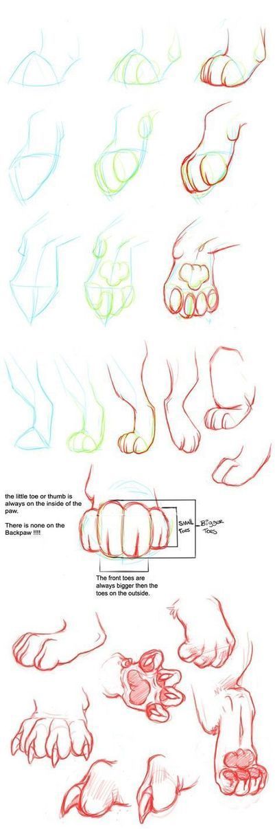 Cat Paws Reference Guide | Drawing References and Resources | Scoop.it
