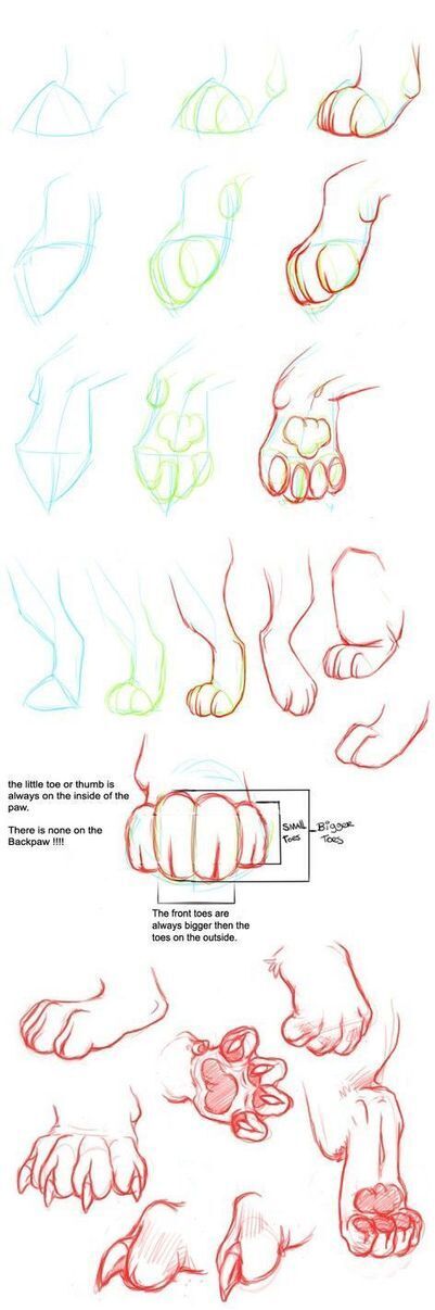 Analytical Figure Drawing Reference Guide