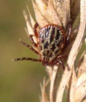 Pas cool : la maladie de Lyme - Brèves de Montagne | Vallées d'Aure & Louron - Pyrénées | Scoop.it