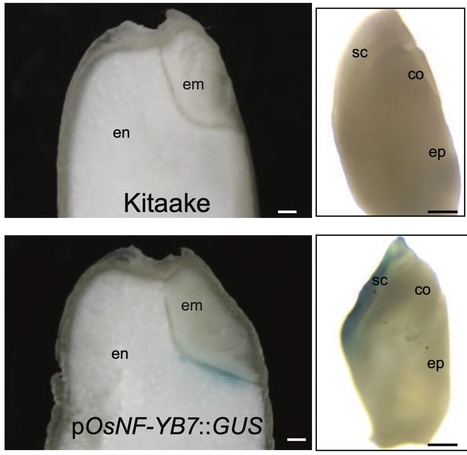 The rice LEC1‐like transcription factor OsNF‐YB9 interacts with SPK, an endosperm specific sucrose synthase protein kinase, and functions in seed development - | SEED-DREAM Lab info | Scoop.it
