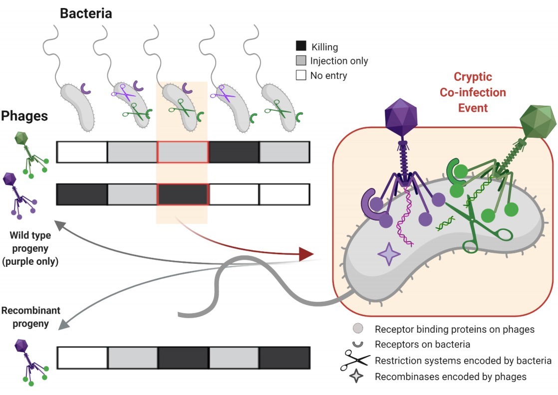 Resolving the structure of phage-bacteria inter...
