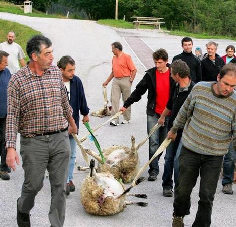 Alsace | Guy Vaxelaire crie au loup et rameute les élus | Biodiversité - @ZEHUB on Twitter | Scoop.it