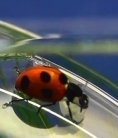 Bubbles Bind Beetles Underwater | Biomimicry | Scoop.it