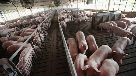Les Etats-Unis bientôt face à une pénurie de viande | Actualité Bétail | Scoop.it