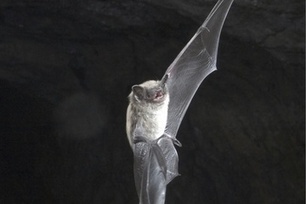 New Picture of Bats' Acoustic Sense Emerges | Echolocation & Bat Ears | Sonar Aperture & Bat Navigation | LiveScience | Science News | Scoop.it