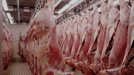 Le syndicat de la filière viande reconnaît sa responsabilité dans la décapitalisation | Actualité Bétail | Scoop.it