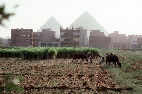 Egypt Agricultural Exports Surge after Currency Float | CIHEAM Press Review | Scoop.it