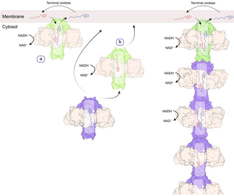 Quinone-transporting filaments extend the respiratory chain of Gram positive bacteria | brvm | RMH | Scoop.it